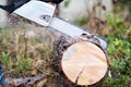 Chainsaw blade cutting log of wood Royalty Free Stock Photo