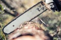 Chainsaw blade cutting log of wood Royalty Free Stock Photo