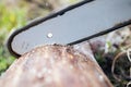 Chainsaw blade cutting log of wood Royalty Free Stock Photo