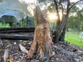 Chainsaw Art Carving