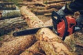 Chainsaw. Close-up of woodcutter sawing chain saw in motion, sawdust fly to sides. Concept bring down trees. Royalty Free Stock Photo