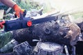 A chainsaw cuts a large tree trunk. Harvesting firewood Royalty Free Stock Photo