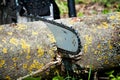 Chainsaw cuts a log on a background of green grass. Sharp teeth.