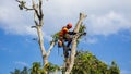 A chainsaw is cutting tree branches.