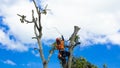 A chainsaw is cutting tree branches