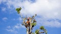 Ponorogo, Indonesia 18/12/2019: A chainsaw is cutting tree branches. Jobs in services require high ability to do it