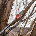 Chainsaw on the end of a pole actively cutting a tree limb Royalty Free Stock Photo
