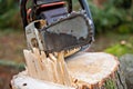 Chainsaw on fresh tree stump