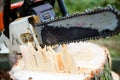 Chainsaw on fresh tree stump