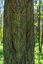 Chainsaw marks when collecting resin on an old pine tree Royalty Free Stock Photo