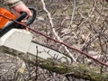Chainsaw is sawing a tree branch, photo in motion, close-up. The human hand holds a chainsaw, and a bare branch of a tree lies on
