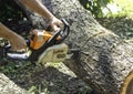 Chainsaw sawing trunk.