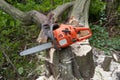 Chainsaw stump