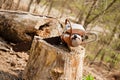 Chainsaw in Tree Stump Royalty Free Stock Photo