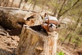 Chainsaw in Tree Stump