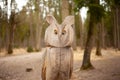 Chainsaw Wood Art Carved Animal Owl in a Pine Wood Forest