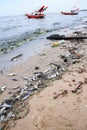 Pollution on the beach after plankton blooming phenomena
