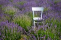 A chair in lavender field in Dymer, Ukraine Royalty Free Stock Photo