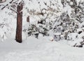 Chair in Snowy Coconino National Forest near Flagstaff, Arizona Royalty Free Stock Photo