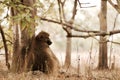 Chakma baboon resting Royalty Free Stock Photo