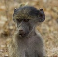 Chakma Baboon Royalty Free Stock Photo