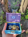 Chakra Box for Chakra Stones 7 Colours in Nature Plants Spiritual Royalty Free Stock Photo