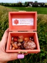 Chakra Box for Chakra Stones 7 Colours on a Stone in Nature Plants Spiritual