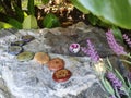 Chakra Box for Chakra Stones 8 Colours on a Stone in Nature Plants Spiritual