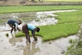 Worker planting rice in the land