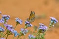 Chalcedon Checkerspot Butterfly of Arizona feeding on flowers
