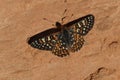 Chalcedon Checkerspot Butterfly Royalty Free Stock Photo