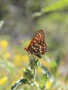 Chalcedon Checkerspot Butterfly on Flower Bud