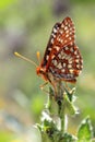 Chalcedon Checkerspot Butterfly on Leaf Royalty Free Stock Photo