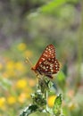 Chalcedon Checkerspot butterfly on leaf. Royalty Free Stock Photo