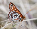 Chalcedon Checkerspot butterfly perched on grass Royalty Free Stock Photo