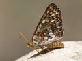 Chalcedon Checkerspot, Euphydryas chalcedona Royalty Free Stock Photo