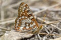 Chalcedon Checkerspot, Euphydryas chalcedona Royalty Free Stock Photo