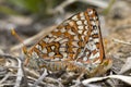 Chalcedon Checkerspot, Euphydryas chalcedona Royalty Free Stock Photo