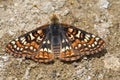 Chalcedon Checkerspot, Euphydryas chalcedona Royalty Free Stock Photo