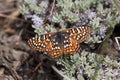 Chalcedon Checkerspot, Euphydryas chalcedona Royalty Free Stock Photo