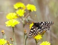 Chalcedon Checkerspot feeding on yellow flower