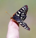 Chalcedon Checkerspot perched on humans fingertip Royalty Free Stock Photo