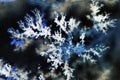 Chalcedony with Crystals Dendrite