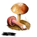 Chalciporus piperatus peppery bolete, small pored edible mushroom of family Boletaceae isolated. Digital art illustration, natural