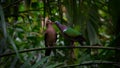 Chalcophaps Indica Common emerald dove Royalty Free Stock Photo