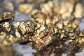 Chalcopyrite Copper iron sulfide mineral Macro. Royalty Free Stock Photo