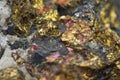 Chalcopyrite Copper iron sulfide mineral Macro. Royalty Free Stock Photo