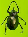 Chalcosoma atlas isolated on yellowish green