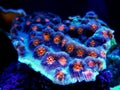 Chalice LPS Coral - Echinophyllia aspera Royalty Free Stock Photo