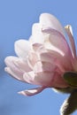 Chalice of delicate colours as stellate magnolia opens